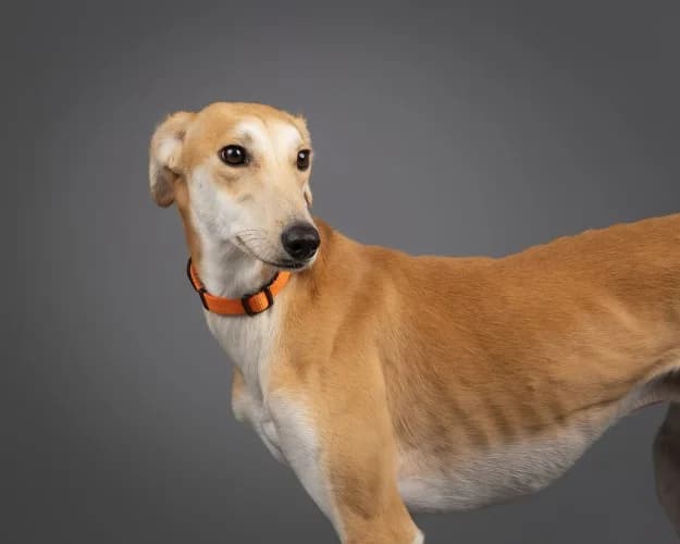 Pumpkin, male young Lurcher for adoption at RSPCA Danaher Animal Home, Braintree