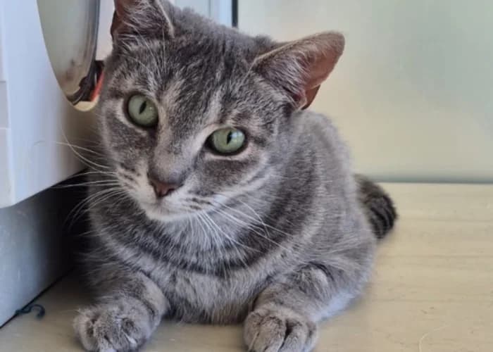 Clover, female young Mixed Breed Cat for adoption at RSPCA Danaher Animal Home, Braintree