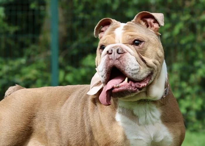 Missy Available More Information, female senior English Bulldog for adoption at RSPCA Danaher Animal Home, Braintree