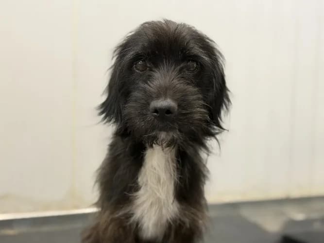 Jimmy, male young mixed breed for adoption at RSPCA Danaher Animal Home, Braintree