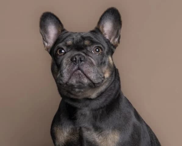 Willow, female 3yo English Bulldog for adoption at RSPCA Danaher Animal Home, Braintree