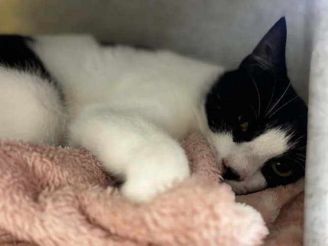 Cherry, female puppy Mixed Breed Cat for adoption at RSPCA Danaher Animal Home, Braintree