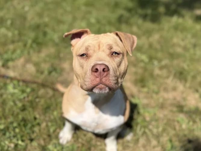 Peaches, female Staffordshire Bull Terrier for adoption at RSPCA Danaher Animal Home, Braintree