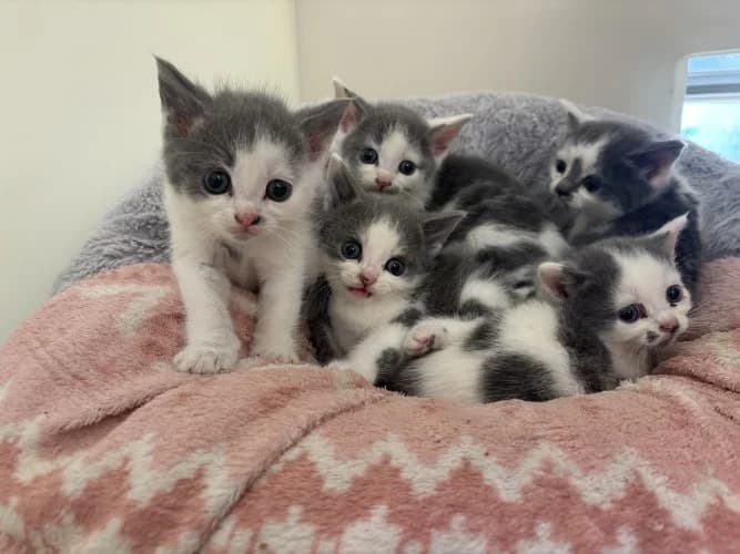 Kittens, Mixed Breed Cat for adoption at RSPCA Danaher Animal Home, Braintree