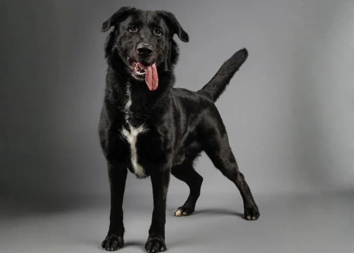 Rocky, male young Labrador Retriever for adoption at RSPCA Danaher Animal Home, Braintree