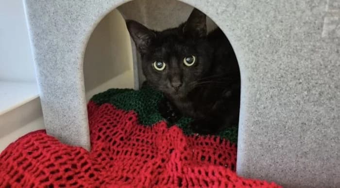 River, male Mixed Breed Cat for adoption at RSPCA Danaher Animal Home, Braintree