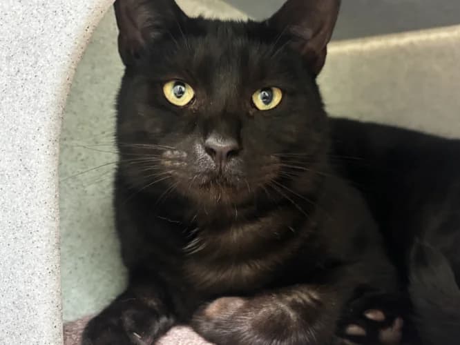 River, male Mixed Breed Cat for adoption at RSPCA Danaher Animal Home, Braintree