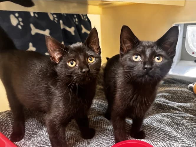 Toulouse & Marie, puppy Mixed Breed Cat for adoption at RSPCA Danaher Animal Home, Braintree