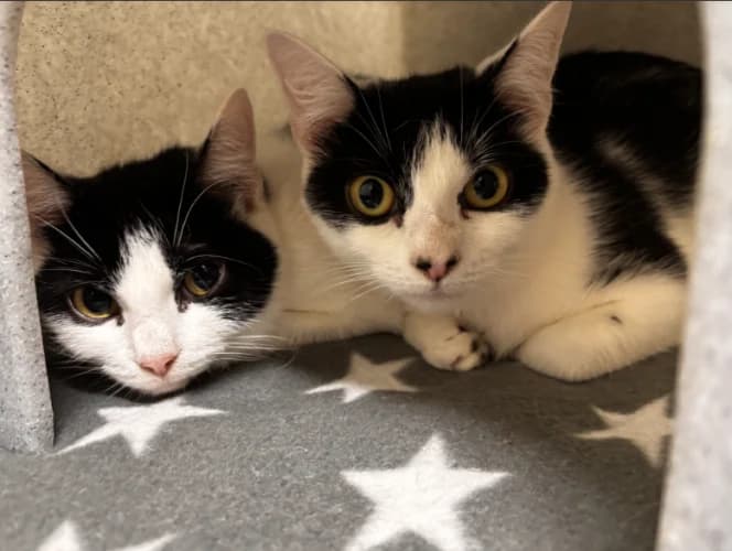 Plum & Grape, female puppy Mixed Breed Cat for adoption at RSPCA Danaher Animal Home, Braintree