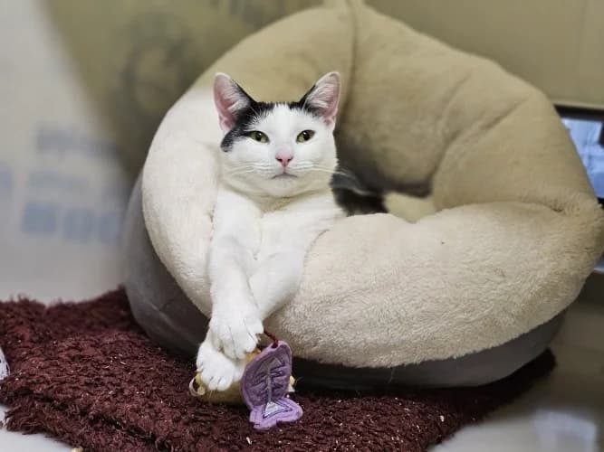 Avocado, female puppy Mixed Breed Cat for adoption at RSPCA Danaher Animal Home, Braintree