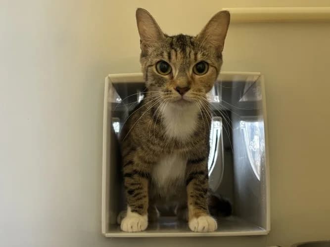 Kiki (CY/08), female Mixed Breed Cat for adoption at RSPCA Danaher Animal Home, Braintree