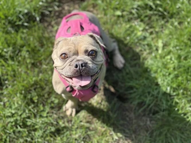 Sassy Samphire, female 7yo English Bulldog for adoption at RSPCA Danaher Animal Home, Braintree