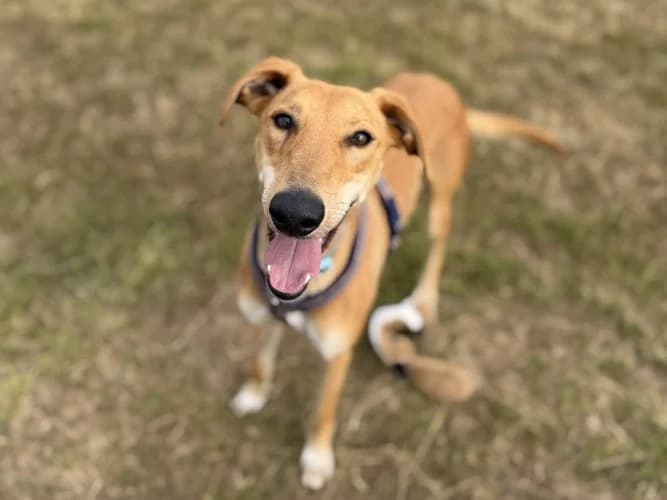 Paddy, male puppy Lurcher for adoption at RSPCA Danaher Animal Home, Braintree