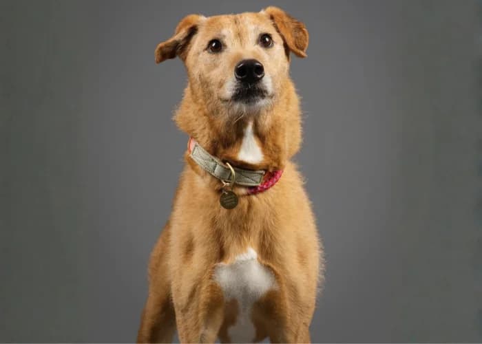 Bo, male senior Lurcher for adoption at RSPCA Danaher Animal Home, Braintree
