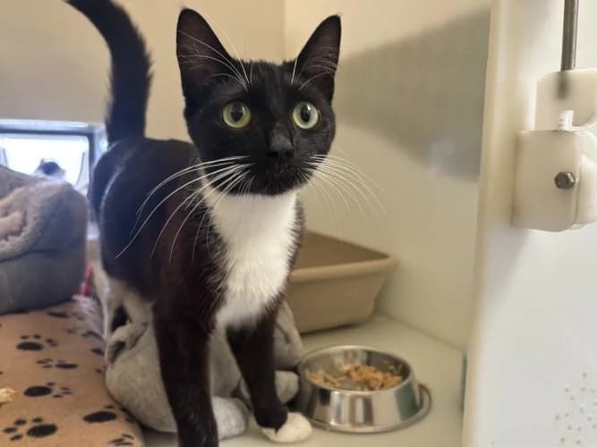 Jess, female young Mixed Breed Cat for adoption at RSPCA Danaher Animal Home, Braintree