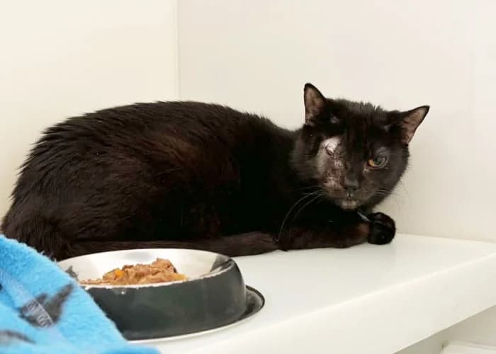 Pearl, female Mixed Breed Cat for adoption at RSPCA Danaher Animal Home, Braintree
