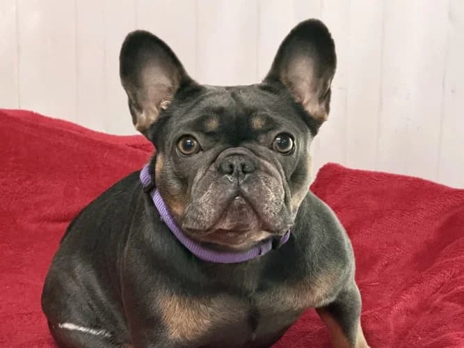 Willow, female 3yo English Bulldog for adoption at RSPCA Danaher Animal Home, Braintree