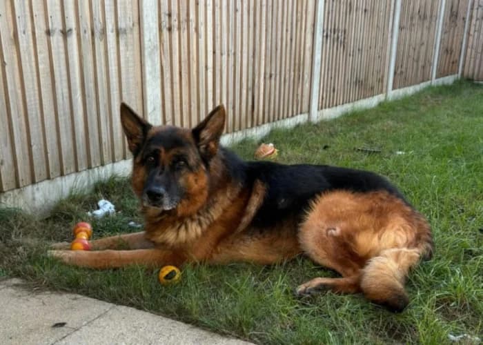 Ben, male senior German Shepherd for adoption at RSPCA Danaher Animal Home, Braintree
