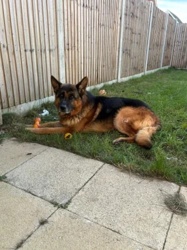 Ben, male senior German Shepherd for adoption at RSPCA Danaher Animal Home, Braintree