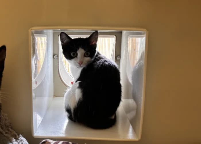 Maggie & Arlo, female puppy Mixed Breed Cat for adoption at RSPCA Danaher Animal Home, Braintree