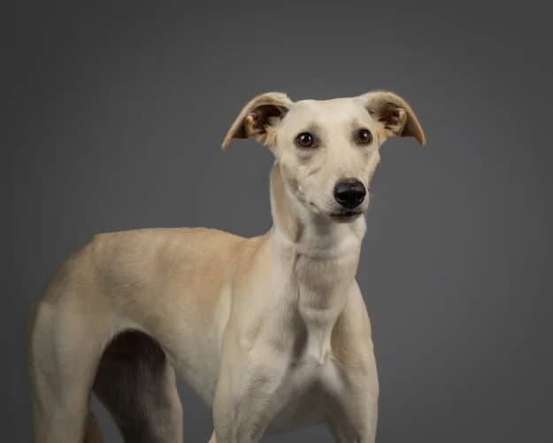 Feta, female young Lurcher for adoption at RSPCA Danaher Animal Home, Braintree