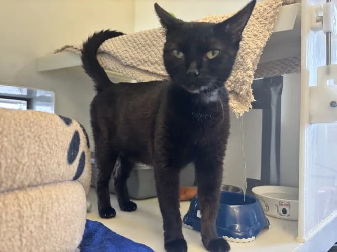 Duchess, female Mixed Breed Cat for adoption at RSPCA Danaher Animal Home, Braintree
