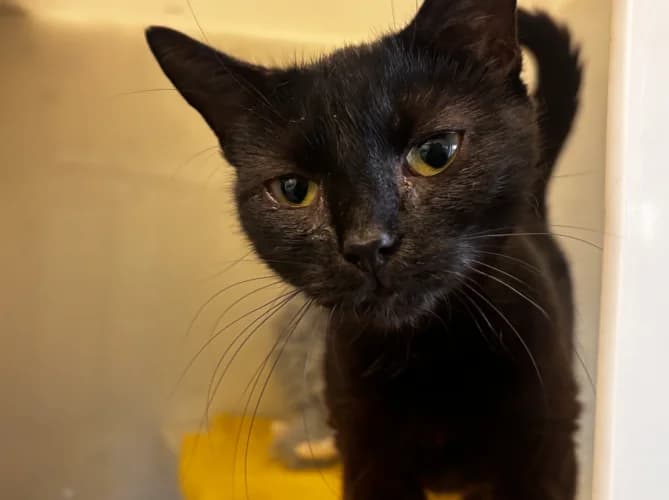 Duchess, female puppy Mixed Breed Cat for adoption at RSPCA Danaher Animal Home, Braintree