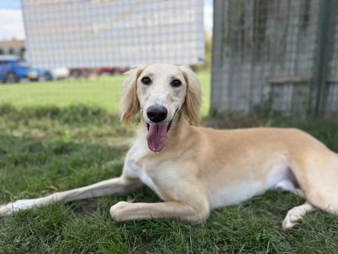 Rupert, male 3yo Saluki for adoption at RSPCA Danaher Animal Home, Braintree