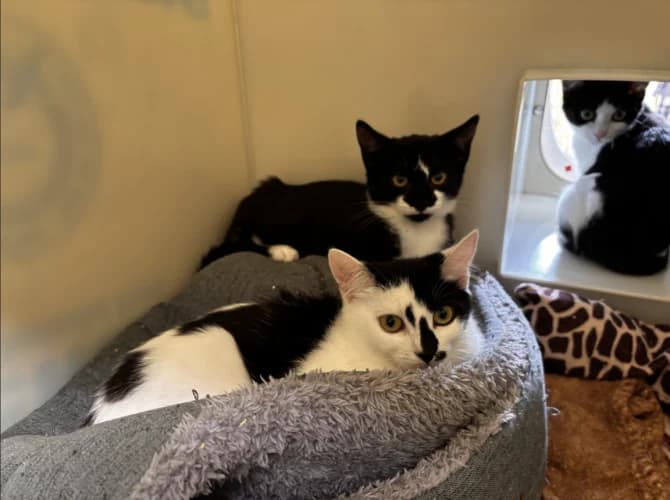 Dotty & Flora, female puppy Mixed Breed Cat for adoption at RSPCA Danaher Animal Home, Braintree