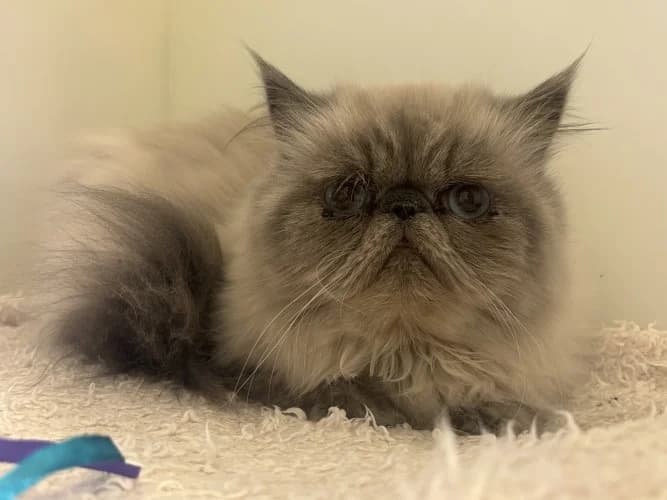 Medusa, female senior Persian for adoption at RSPCA Danaher Animal Home, Braintree