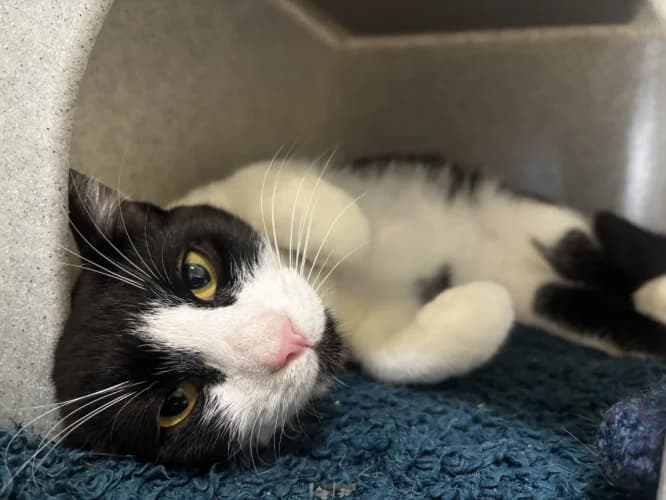 Sparkle, male young Mixed Breed Cat for adoption at RSPCA Danaher Animal Home, Braintree