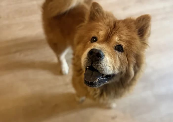 minnie, female Chow Chow for adoption at RSPCA Danaher Animal Home, Braintree