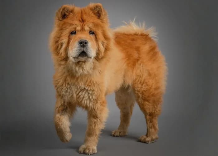 minnie, female Chow Chow for adoption at RSPCA Danaher Animal Home, Braintree