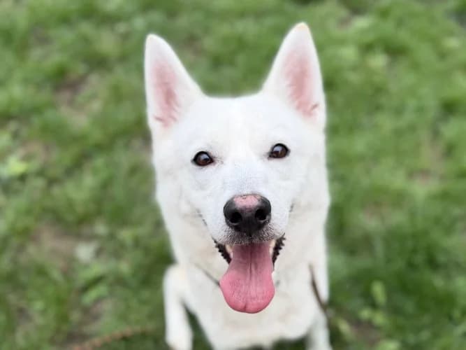 Stormy, female 4yo Husky for adoption at RSPCA Danaher Animal Home, Braintree