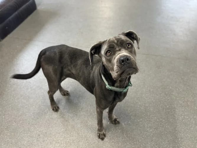 Tilly, female young Cane Corso for adoption at RSPCA Danaher Animal Home, Braintree