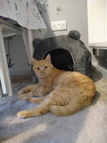 Sandy, male Mixed Breed Cat for adoption at RSPCA Danaher Animal Home, Braintree