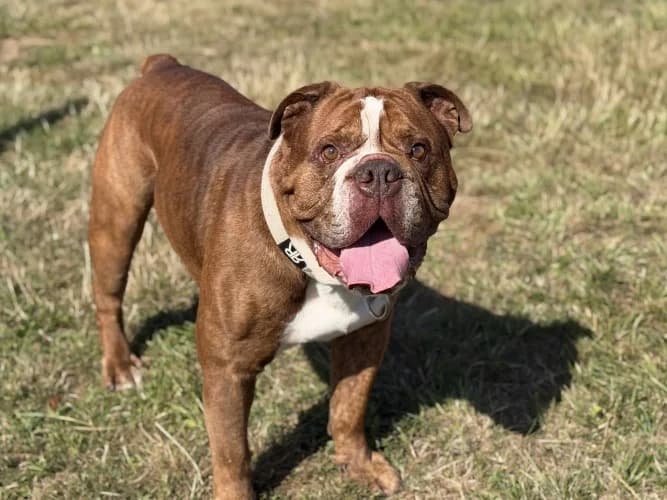 Rocco, male 5yo English Bulldog for adoption at RSPCA Danaher Animal Home, Braintree