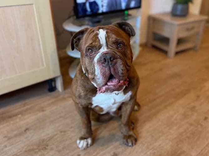 Rocco, male 5yo English Bulldog for adoption at RSPCA Danaher Animal Home, Braintree