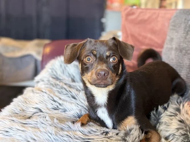 Rufus, male puppy mixed breed for adoption at RSPCA Danaher Animal Home, Braintree