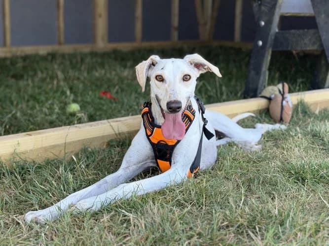 Charlotte, female young Lurcher for adoption at RSPCA Danaher Animal Home, Braintree
