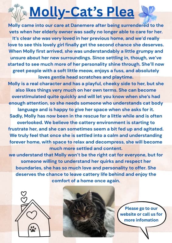 Ember, puppy Mixed Breed Cat for adoption at Danemere Animal Rescue