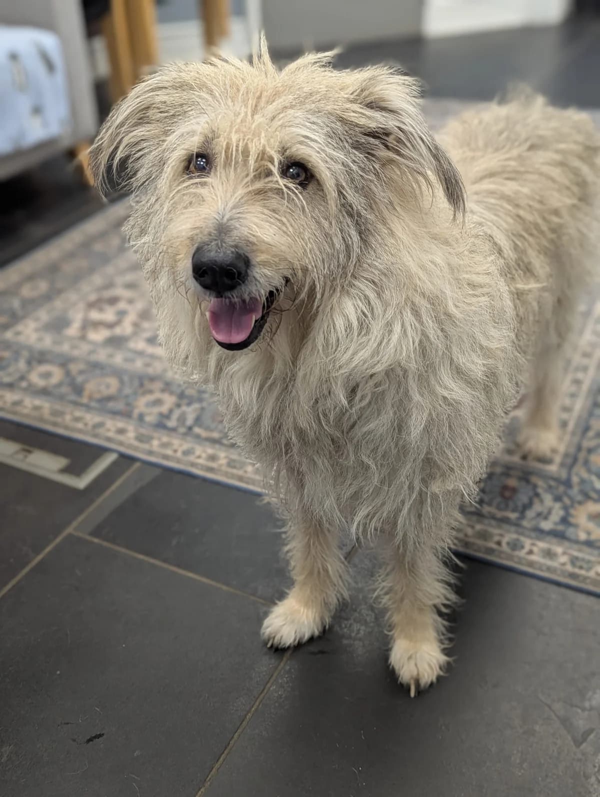 Bindi, female 7yo mixed breed for adoption at DAWGS