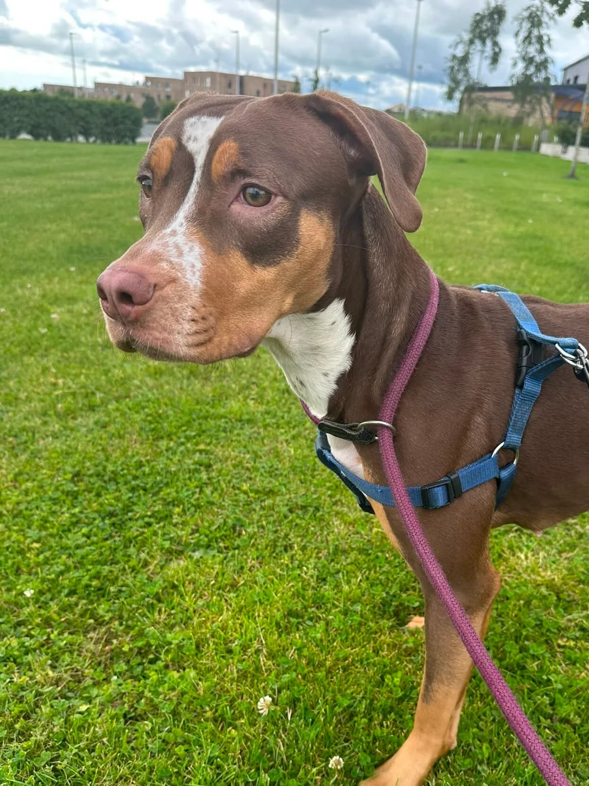 Cali, female puppy mixed breed for adoption at DAWGS