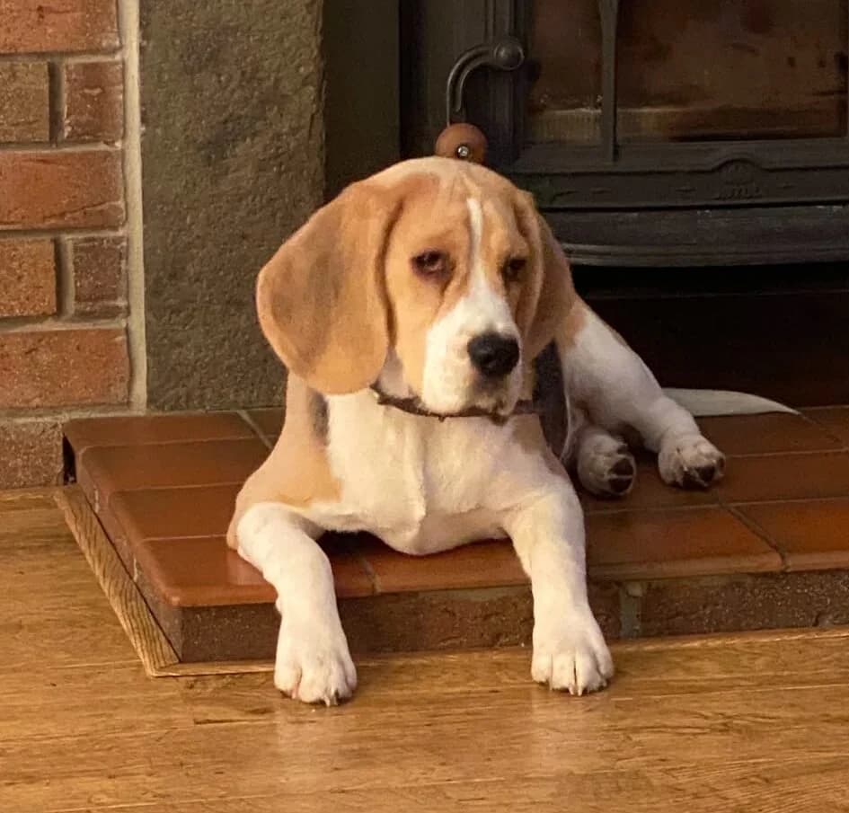 Fergie, male 4yo Beagle for adoption at DAWGS
