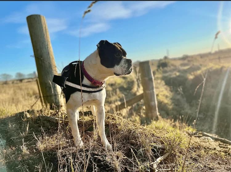 Harley, female 5yo English Bulldog for adoption at DAWGS