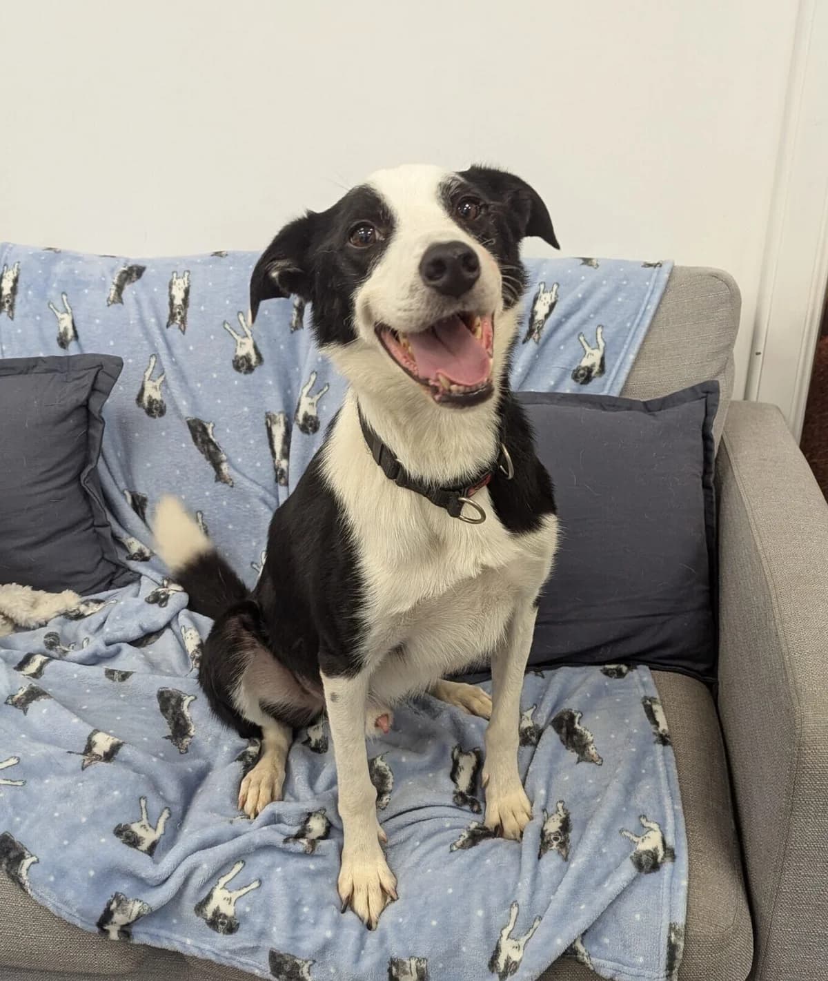 Jimmy, male 5yo Border Collie for adoption at DAWGS