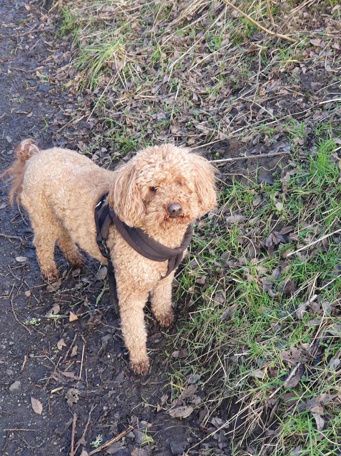 Lola, female senior Labradoodle for adoption at DAWGS