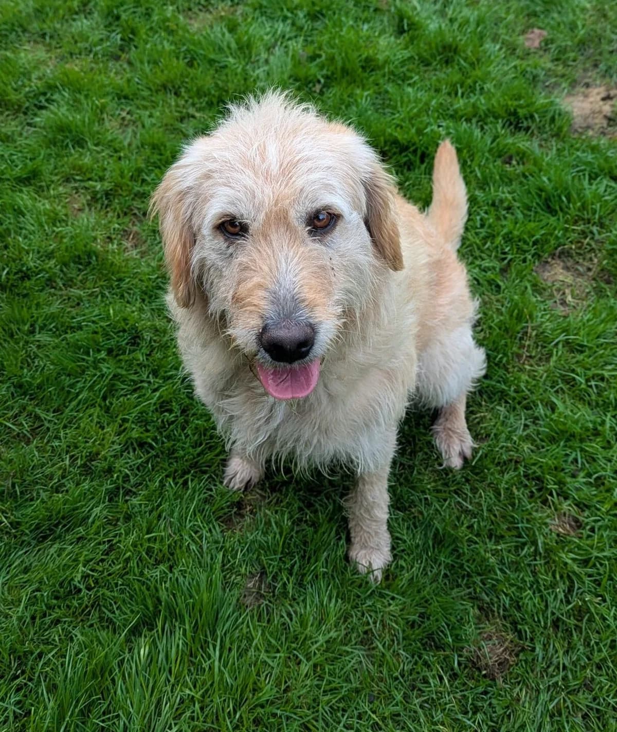Mimi, female 5yo Golden Retriever for adoption at DAWGS