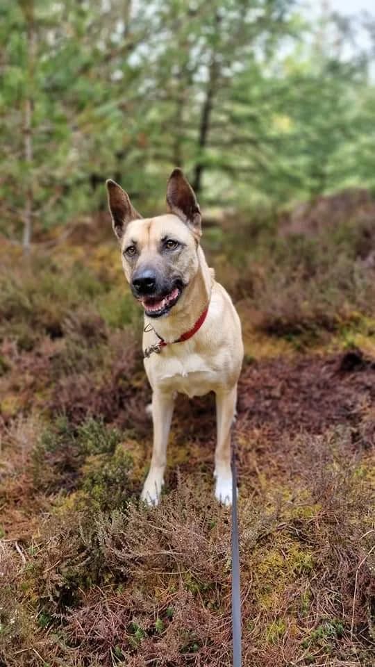 Ness, female senior Belgian Shepherd for adoption at DAWGS