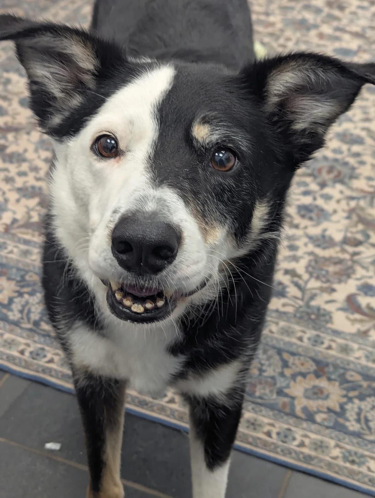 Oakley, male 7yo Border Collie for adoption at DAWGS